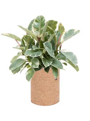 Ficus elastica 'Tineke' in Lechuza Trendcover 23 Cork Office Plant With Pot 50cm Height 21cm Dia