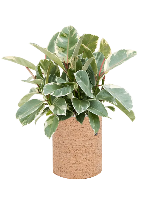 Ficus elastica 'Tineke' in Lechuza Trendcover 23 Cork Office Plant With Pot 50cm Height 21cm Dia