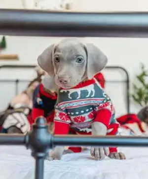 Moose Fairisle Dog Onesie - XS/S