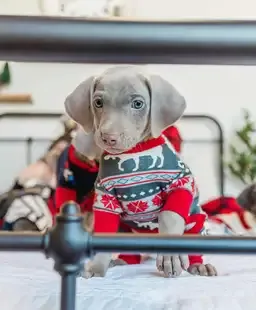 Moose Fairisle Dog Onesie - XS/S
